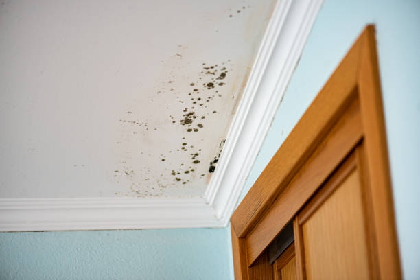 Why You Should Choose Our Mold Remediation Services in West Freehold, NJ